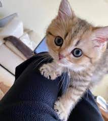 For your request free kittens near me we found several interesting places. Free Kittens Near Me Craigslist Free Kittens Near Me Facebook