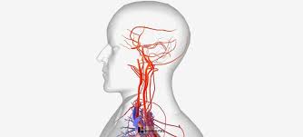 The internal carotid arteries are responsible for supplying the brain, eyes, and forehead. Arteries Of The Body Picture Anatomy Definition More