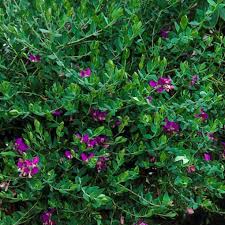Image result for Polygala marensis