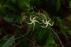 Image result for Landolphia