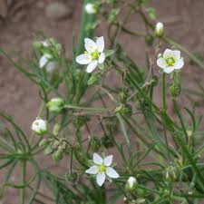 Image result for Spergula