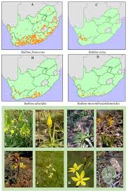 Image result for Bulbine asphodeloides