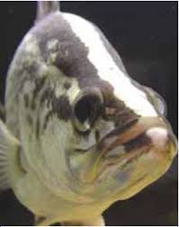 ‏ايكن سياكڤ‎‎) atau juga dikenali sebagai ikan kakap putih, merupakan ikan air tawar dan air masin. Karakteristik Dan Keunikan Ikan Kakap Putih Barramundi Yang Perlu Angler Ketahui Aliems Journey