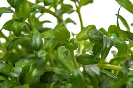 Image result for Rotala submersa