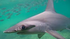 Other interesting great hammerhead shark facts: Hammerhead Sharks Hold Breath To Keep Warm On Deep Dives University Of HawaiÊ»i System News