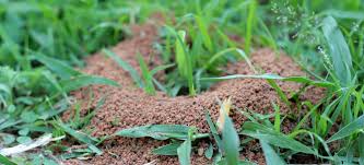 We specialize in providing pest protection or pest control against of general pests, bed bugs control, cockroach control, ants control, rodents control, mosquitos control, lizard. Pest Control Exterminators Southwest Florida Problem Solved