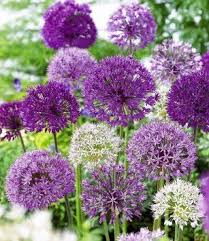 Zierlauch Allium Mix Big Head 12 Zwiebeln Amazon De Garten Pflanzen Garten Garten Gestalten