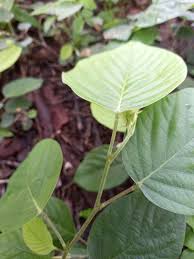 Image result for Pleurolobus