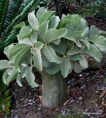 Image result for Cyphostemma