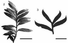 The following is a list of definitions relating to conversions between millimeters and centimeters. Leafy Stem Of Falcatifolium Papuanum Laubenfels Showing The Leaf Shape Download Scientific Diagram