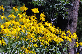 Image result for Rudbeckia laciniata