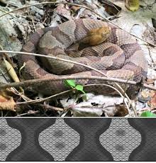 Check spelling or type a new query. Fs1320 Northern Copperheads In New Jersey Rutgers Njaes