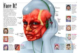 The terms rectus (parallel), transverse (perpendicular), and oblique (at an angle) in muscle names refer to the direction of the muscle fibers with respect to the midline of the body. Muscles Kids Discover