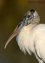 Big Bird With Large Beak Wood Stork Beautiful Birds World Birds Birds