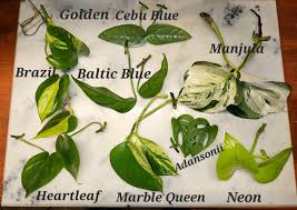 Image result for Epipremnum en casa