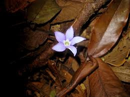 Image result for Exochaenium oliganthum