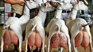 The domestic goat is descended from the wild goat, capra aegagrus. Ø§Ø­Ø³Ù† ÙˆØ§ÙØ¶Ù„ Ø³Ù„Ø§Ù„Ø§Øª Ø§Ù„Ù…Ø§Ø¹Ø² Ù„Ø¥Ù†ØªØ§Ø¬ Ø§Ù„Ø­Ù„ÙŠØ¨ Ù…Ø§Ø¹Ø² Ø§Ù„Ø³Ø§Ù†ÙŠÙ† Ùˆ Ù…Ø§Ø¹Ø² Ø§Ù„Ø¨ÙŠÙ†