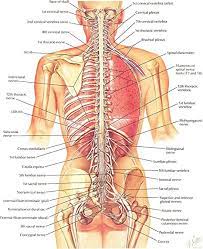 In some cases, arthritis in the spine can lead to a narrowing of the space around the spinal cord, a condition called spinal stenosis. Amazon Com Human Back Bones Diagram Poster 28 Inch X 24 Inch 16 Inch X 13 Inch Posters Prints