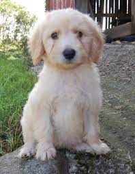 Mini goldendoodles are a low shedding hybrid of two popular breds. Pin On Doodle Breeders