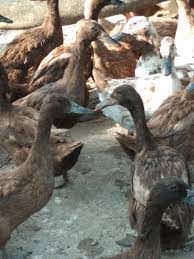 England final squad world cup 2010 team. Khaki Campbell Umur 15 Bulan 10 Jantan Dan 10 Betina Dijual Borong Pembekal Anak Benih Itik Telur Itik Daging Dan Ayam Arab Facebook