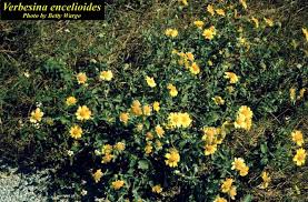 Image result for Verbesina encelioides