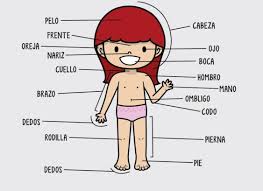 Partes del cuerpo humano para niños - Cuerpo humano