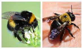 Carpenter bees get their name from their habit of boring into wood to make galleries for the both bumble bees and carpenter bees are unlikely to sting you unless you disturb their nests. Bumble Bee Vs Carpenter Bee Pestguide Org