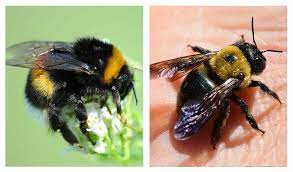 Honey bees are european natives, typically slender and near 1/2 inch in length. Bumble Bee Vs Carpenter Bee Pestguide Org
