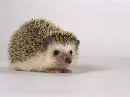 Four Toed Hedgehog Photographic Print Les Stocker Allposters Com Hedgehog Pet Cute Little Animals Cute Animals