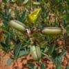 Image result for Crotalaria damarensis