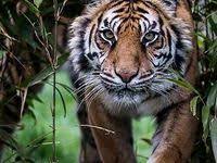 النمر نمر صور نمور طريقة حيوان حيوانات صور نمر النمر الوردي صور نمور صور النمر قناة النمور أسد ضبع الغابة صور نمر الا animal conservation animals animal planet