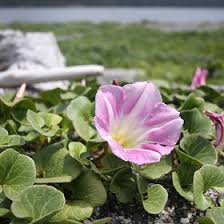 Image result for Convolvulaceae