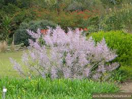 Image result for Tetradenia