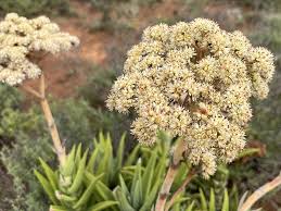 Image result for Crassula perfoliata