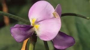 Image result for Vigna frutescens