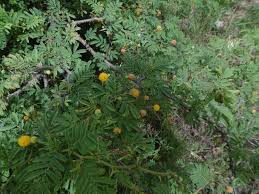 Image result for Embelia nilotica