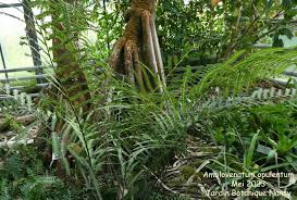 Image result for Amblovenatum opulentum