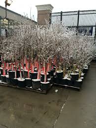 Edwin Liz (@EdwinASM2731)