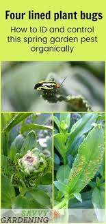 Include a mixture of features like ground cover plants, dead leaves. 350 Garden Pests Ideas In 2021 Garden Pests Organic Pest Control Pests