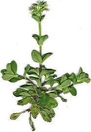 Image result for Cerastium glomeratum