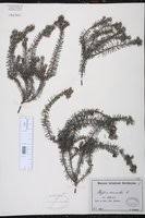 Image result for Lasiodiscus palustris