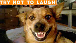 Try Not To Laugh Funniest Animal Compilation 2018 Funny Pet Videos Funny Pet Videos From Pawpail Funny Animal Videos Monkeys Funny Funny Cats And Dogs
