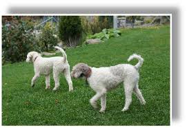 Er ist sehr menschenbezogen & scheint keine schlechten erlebenisse mit ihnen zu verbinden. Lagotto Romagnolo Lagotto Vom Soellerwegs Webseite