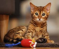We offer show quality beautiful bengal cats, kittens that are healthy and make wonderful pets. Lap Leopard Bengals Bengal Kittens For Sale Near Me