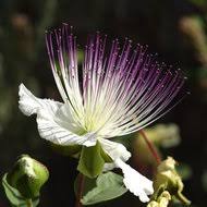 Image result for Capparis viminea