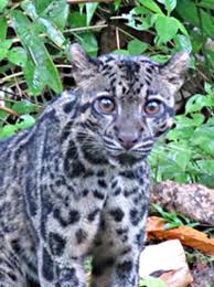 Ralat lua pada baris 80 di package.lua: Video Tabin Wildlife Resort