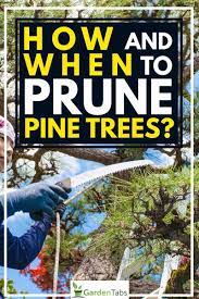 You might want to prune a tree for many different reasons. How And When To Prune Pine Trees Garden Tabs