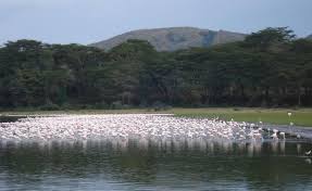 Located between the rhinos of lake nakuru and the vast plains of the maasai mara, lake naivasha has become a popular stop along the most popular kenyan safari routes. Lake Naivasha Nationalpark Bei Nairobi Kenia