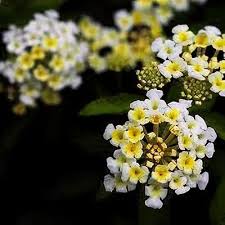 Image result for Lantana tiliifolia