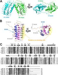 Maybe you would like to learn more about one of these? Structural Basis For Antifreeze Activity Of Ice Binding Protein From Arctic Yeast Journal Of Biological Chemistry